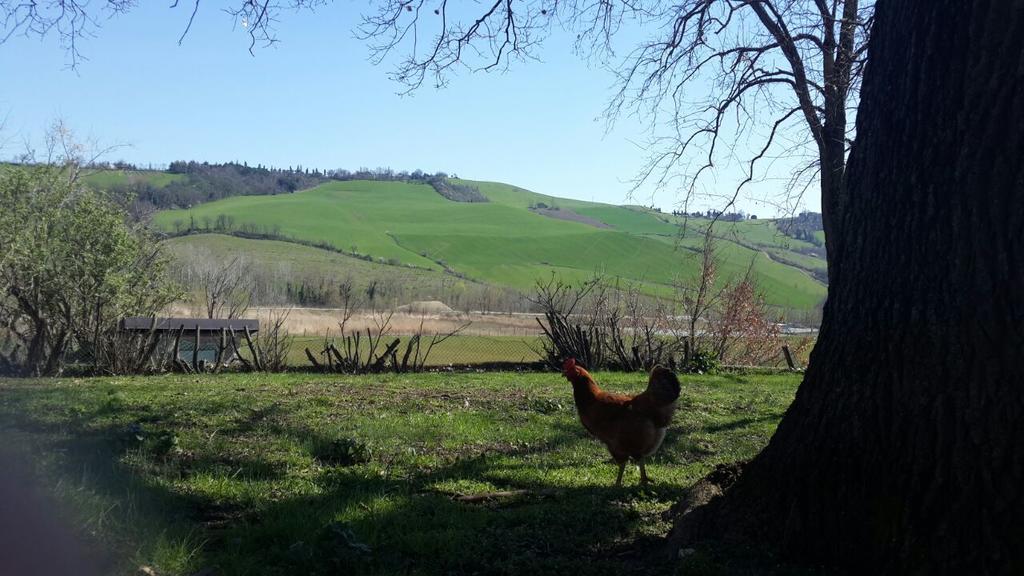 Agriturismo Molino Nuovo คาสเทลซานเปียโตรแตร์เม ภายนอก รูปภาพ